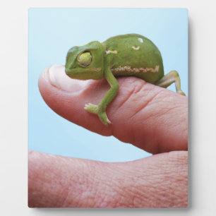 Baby Chamäleons Perspektive Fotoplatte