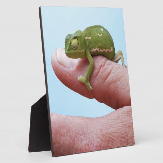 Baby Chamäleons Perspektive Fotoplatte (Seite)