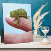 Baby Chamäleons Perspektive Fotoplatte (Seite)