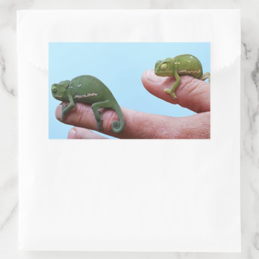 Baby Chamäleons Perspektive Rechteckiger Aufkleber (Tasche)