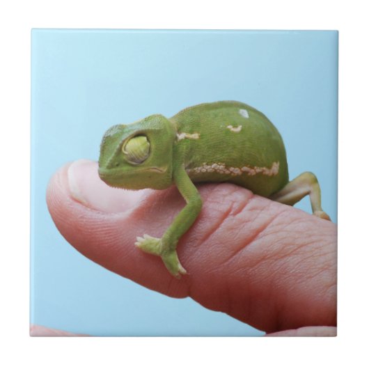 Baby Chameleon-Perspektive Fliese (Vorderseite)