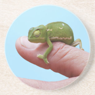 Baby Chameleon-Perspektive Getränkeuntersetzer