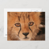 Baby Cheetah Postcard Postkarte (Vorne/Hinten)