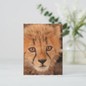 Baby Cheetah Postcard Postkarte (Stehend Vorderseite)