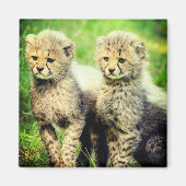 Baby Cheetahs Magnet (Vorne)