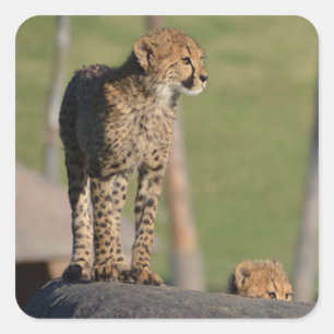 Baby Cheetahs pinkeln auf Rock Square Stickers