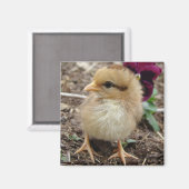 Baby Chic Magnet (Vorderseite/Rückseite)