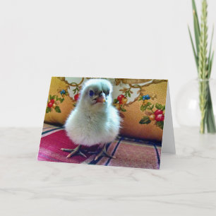 Baby Chick Grußkarte Karte