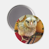 Baby Chick Magnet Farm Magnet (Vorderseite/Rückseite)