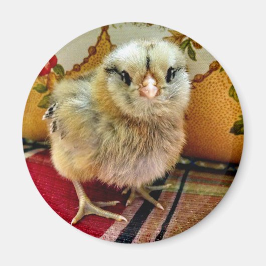 Baby Chick Magnet Farm Magnet (Vorne)