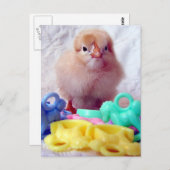 Baby Chick Postkarte (Vorne/Hinten)