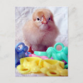 Baby Chick Postkarte (Vorderseite)