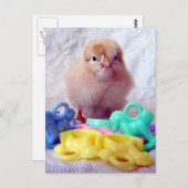 Baby Chick Postkarte (Vorne/Hinten)