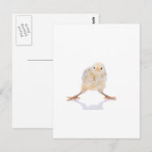 Baby chick postkarte (Vorne/Hinten)