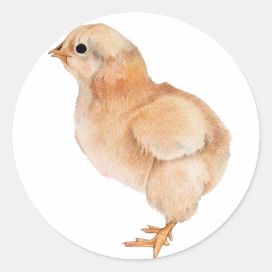 Baby Chick Sticker (Vorderseite)