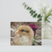 Baby Chick und Pansy Blume Postkarte (Stehend Vorderseite)