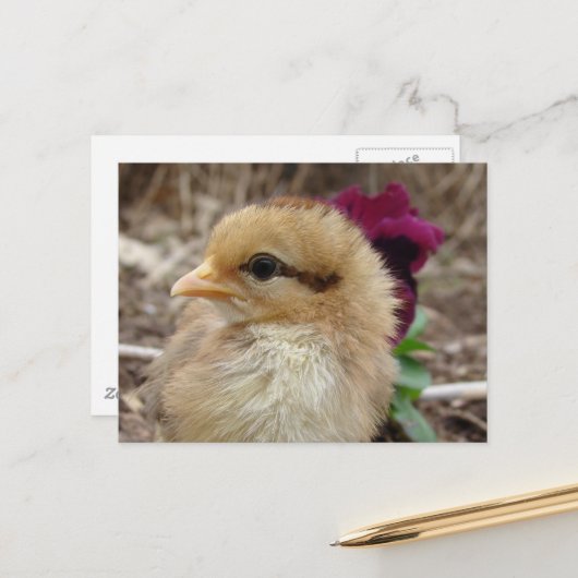 Baby Chick und Pansy Blume Postkarte (Vorderseite/Rückseite Beispiel)