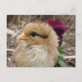Baby Chick und Pansy Blume Postkarte (Vorderseite)