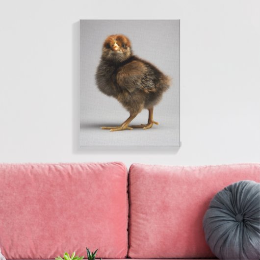 Baby Chicken Leinwanddruck (Insitu (Wohnzimmer))