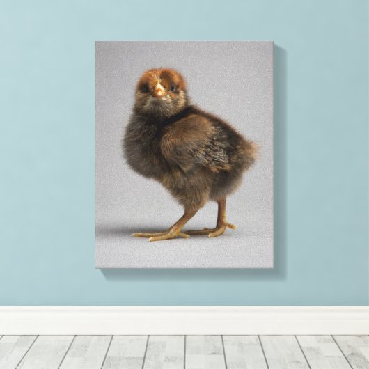 Baby Chicken Leinwanddruck (Insitu (Holzboden))