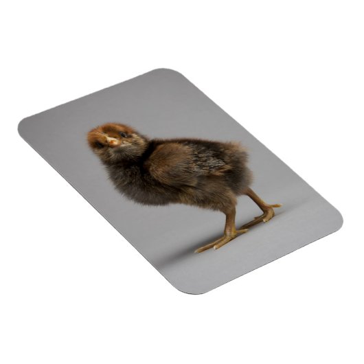 Baby Chicken Magnet (Rechte Seite)