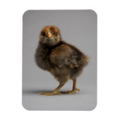 Baby Chicken Magnet (Vertikal)
