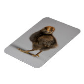 Baby Chicken Magnet (Linke Seite)