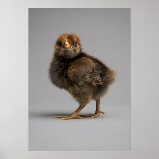 Baby Chicken Poster (Vorne)