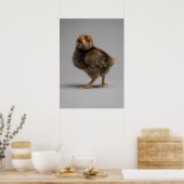 Baby Chicken Poster (Küche)