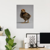 Baby Chicken Poster (Heimbüro)