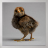 Baby Chicken Poster (Vorne)