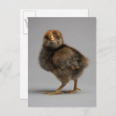 Baby Chicken Postkarte (Vorne/Hinten)