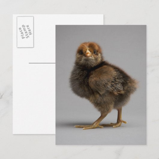 Baby Chicken Postkarte (Vorne/Hinten)