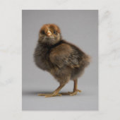 Baby Chicken Postkarte (Vorderseite)