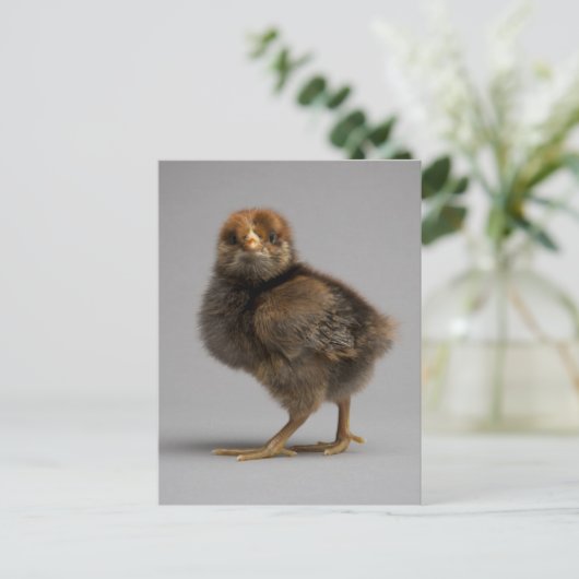 Baby Chicken Postkarte (Stehend Vorderseite)