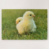 Baby Chicken Puzzle (Horizontal)