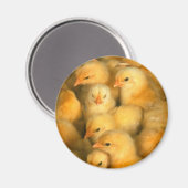 Baby Chicks Chick Hühnchen Magnet (Vorderseite/Rückseite)