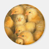 Baby Chicks Chick Hühnchen Magnet (Vorne)