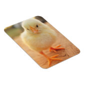 Baby Chicks Magnet (Rechte Seite)