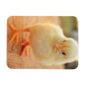 Baby Chicks Magnet (Horizontal)