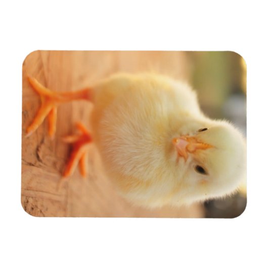 Baby Chicks Magnet (Horizontal)