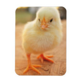 Baby Chicks Magnet (Vertikal)
