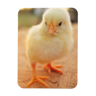 Baby Chicks Magnet