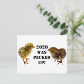 Baby Chicks Postkarte (Stehend Vorderseite)