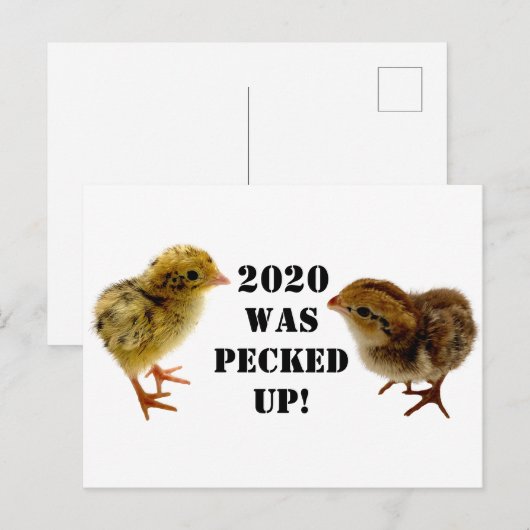 Baby Chicks Postkarte (Vorne/Hinten)