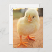 Baby Chicks Postkarte (Vorne/Hinten)