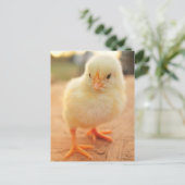 Baby Chicks Postkarte (Stehend Vorderseite)