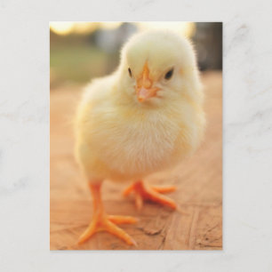 Baby Chicks Postkarte