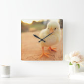 Baby Chicks Quadratische Wanduhr (Zuhause)