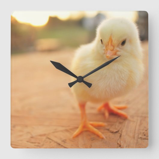 Baby Chicks Quadratische Wanduhr (Vorderseite)